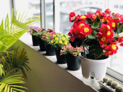 コロナ疲れにきれいな花を